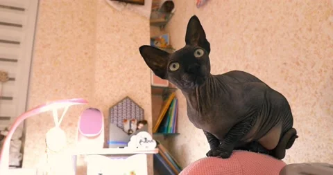 Black Cat Sphinx 스톡 동영상 145239999