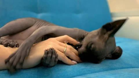 Black Cat Sphinx Stock Footage 145373503