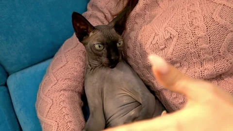 Black Cat Sphinx Stock Footage 145434995