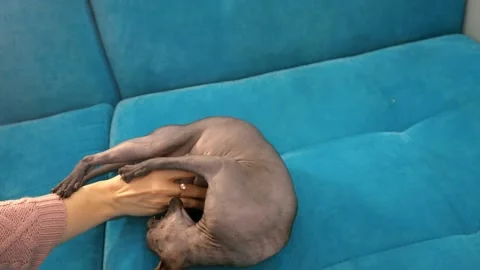 Black Cat Sphinx Stock Footage 145493859