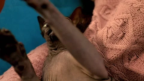 Black Cat Sphinx Video stock 145557971