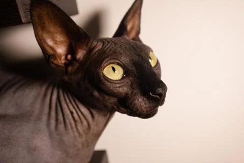 Black Cat Sphinx Stock Photos