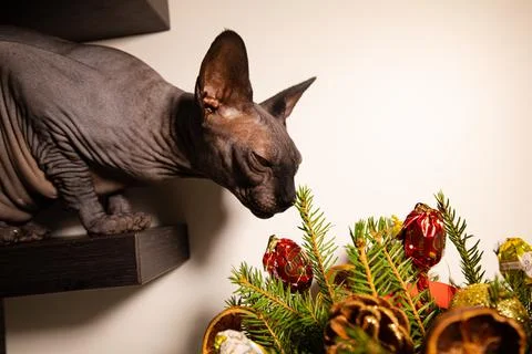 Black Cat Sphinx Stock Photos