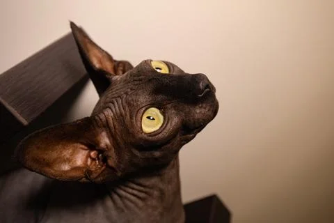 Black Cat Sphinx Stock Photos