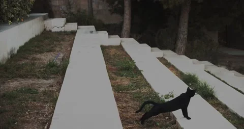Black cat on stairs Stock Footage 145458269