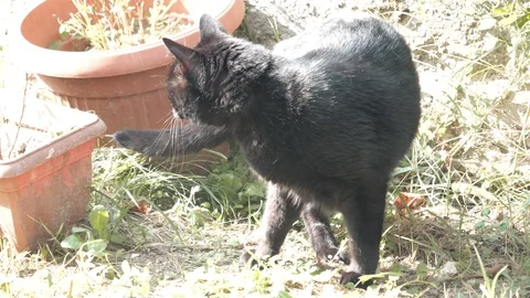 Black cat stand slowmotion 4k in the garden sunny day Stock Footage