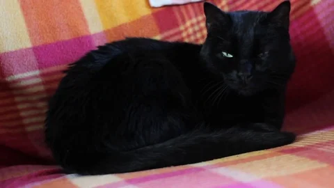 Black cat stand on the sofa Stock Footage 73717045