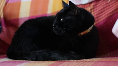Black cat stand on the sofa Stock Footage 73717064