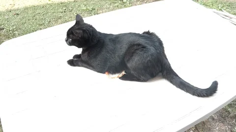 Black cat stand on the table slow motion 4k in the garden Stock Footage 96192951