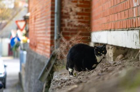 Black Cat Standing Beside a Brick Wall in Latvia Stock Photos