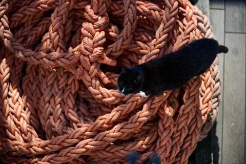 Black cat standing on coiled thick orange mooring rope on vessel deck, Gdynia Stock Photos