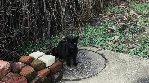 Black cat standing on the manhole, looking around and eating small bones. Stock Footage 46711484