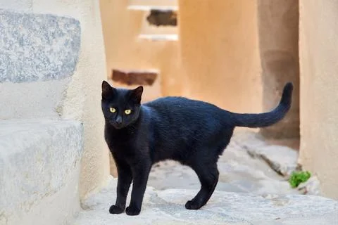 Black cat standing on stone steps in a narrow village alleyway, Oia, Santorin Foto stock