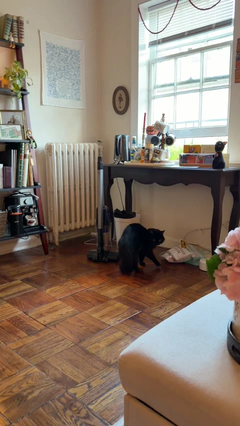 Black Cat stands and walks on two feet, Birmingham, Alabama, USA - 10 Sep 2026 Stock Footage 345615984