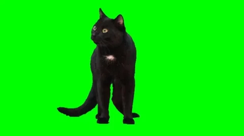 Black cat stands Stock Footage 8563976