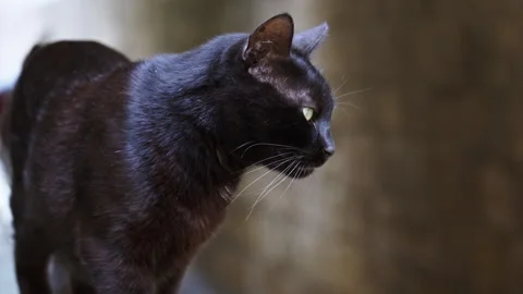 A black cat stands on a garbage can in a back alley Vidéo 259890284