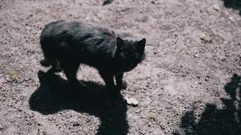 Black Cat Stands in Sunlight Video stock 293198184