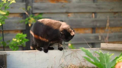 A black cat stands on a thin board and carefully watches for mice in the compost Stock Footage 285820028