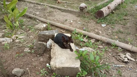 Black cat stares on the rock Stock Footage 197041580