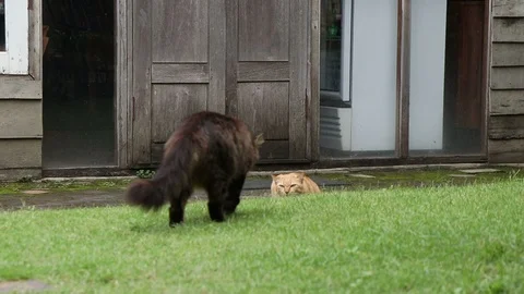 Black cat staring at the brown cat in the garden. Stock Footage 96383458