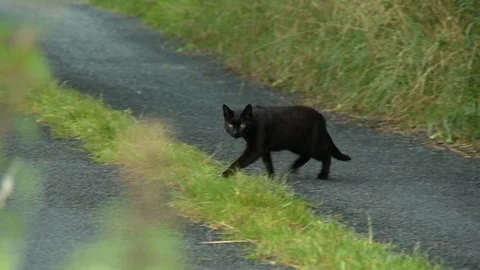 Black Cat Staring At Camera Stock-Footage 115799815