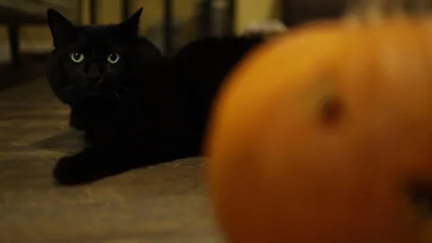 Black cat staring into the camera Stock Footage 320466145