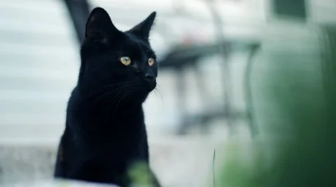 Black Cat staring at car going by. Stock Footage 56062526