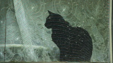 Black Cat Staring 動画素材 89130720