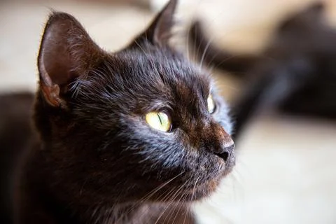 A black cat staring front Stock Photos
