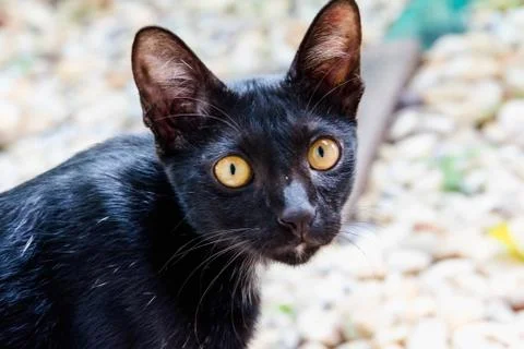 The black cat is staring at the ground Stock Photos