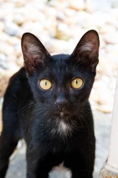 The black cat is staring at the ground Stock Photos
