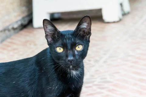 The black cat is staring at the ground Stock Photos