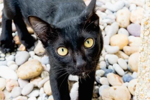 The black cat is staring at the ground Stock Photos