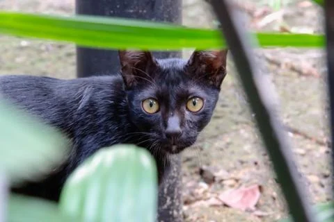 The black cat is staring at the ground Stock Photos