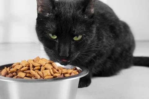 Black cat staring Stock-Fotos