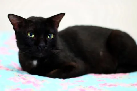 Black cat staring while sitting Stock-Fotos