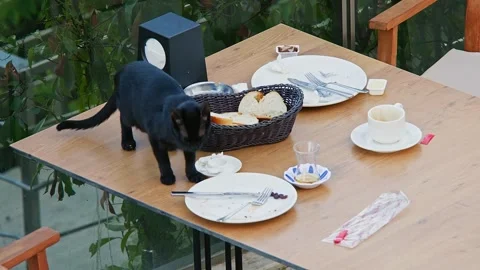 Black cat stealing food from a table in the restaurant Stock Footage 242429791