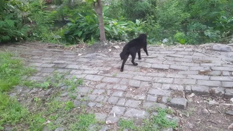 Black Cat Steps Stock Footage 333989983