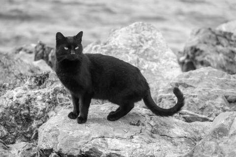 Black cat on the stone Stock Photos