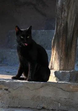 Black Cat on the Stone Steps Stock Photos