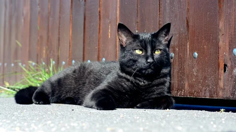 Black cat on the street 스톡 동영상 37599525