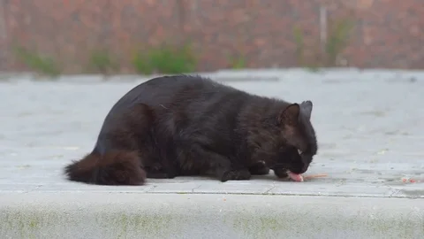 Black cat on the street Stock Footage 81418237
