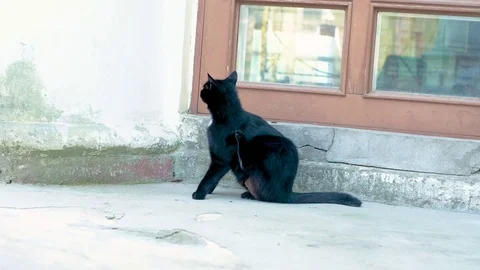Black cat on the street. itching Stock Footage 113047736