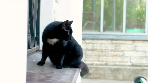 Black cat on the street. sitting on the ledge. jumping down Stock Footage 113047745