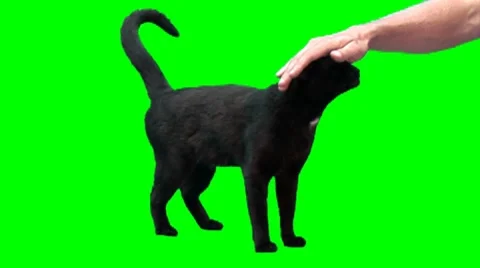 Black cat is stroked Video stock 8512734