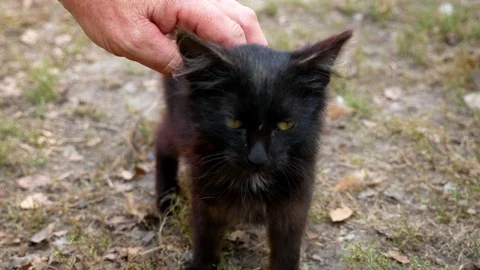 The black cat is stroked. He is satisfied and purrs Stock Footage 115950744