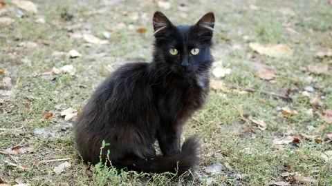 The black cat is stroked. He is satisfied and purrs Stock Footage 115955057