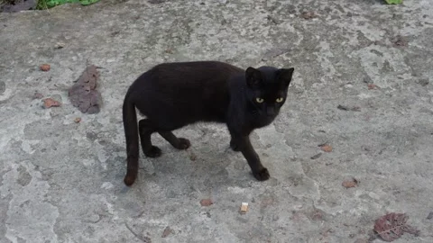 Black Cat Strolling Stock Footage 326149360