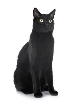 Black cat in studio 写真素材