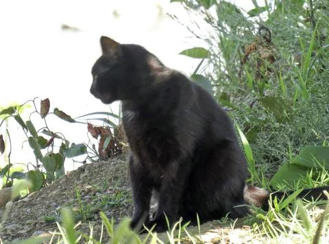 Black cat in summer. In Romania Stock Photos